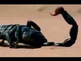 What i ve done - metal linkin